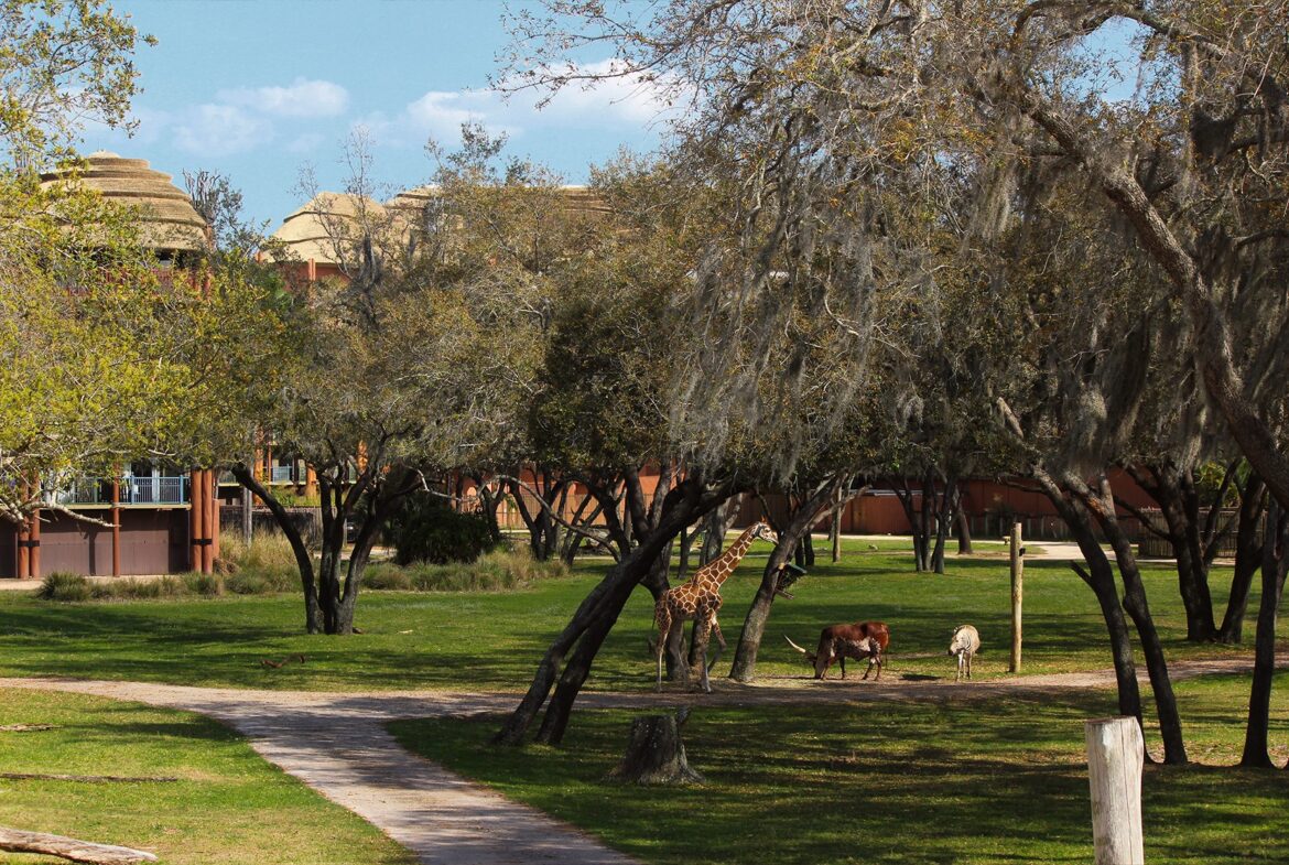 Animal Kingdom Lodge - Jambo House - Savanna