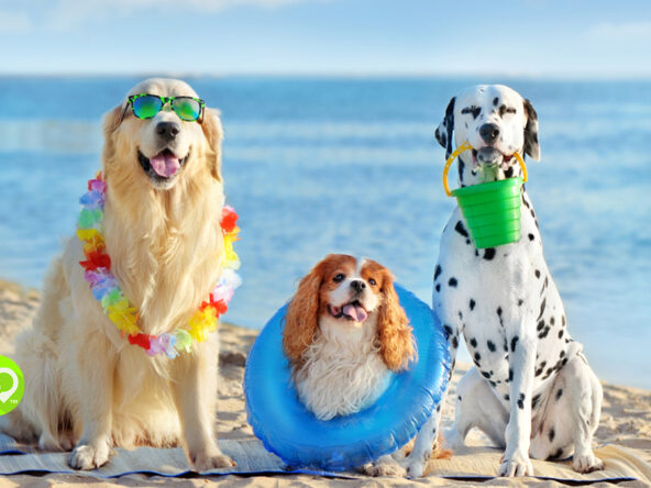 Pet-Friendly Timeshares