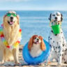 Pet-Friendly Timeshares