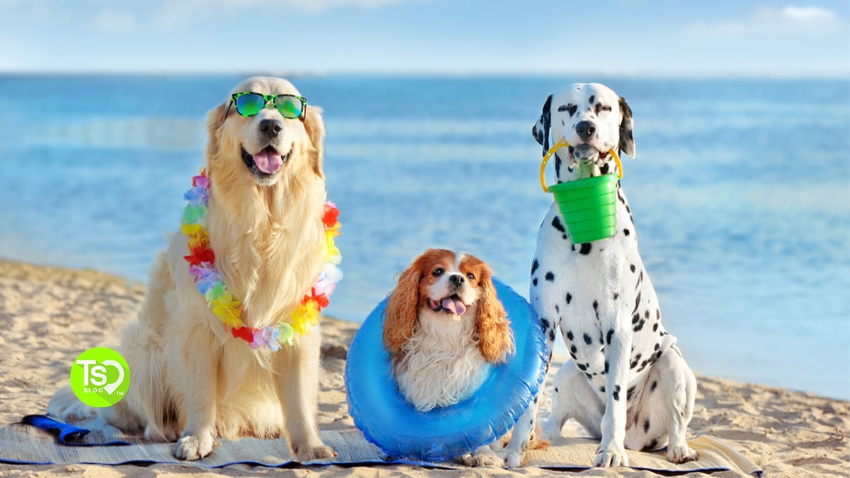 Pet-Friendly Timeshares