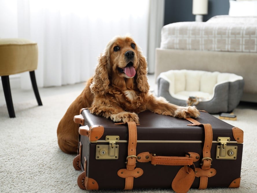 Pet-Friendly Timeshares