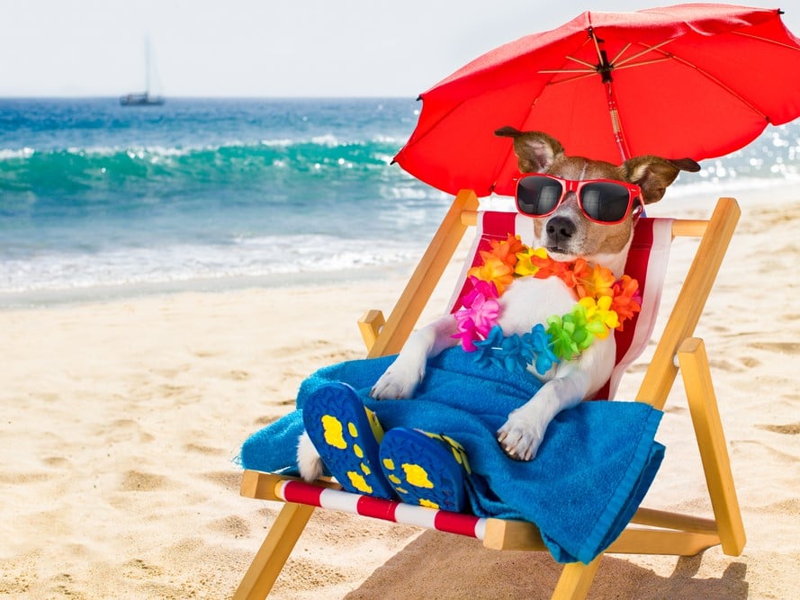 Pet-Friendly Timeshare Resorts