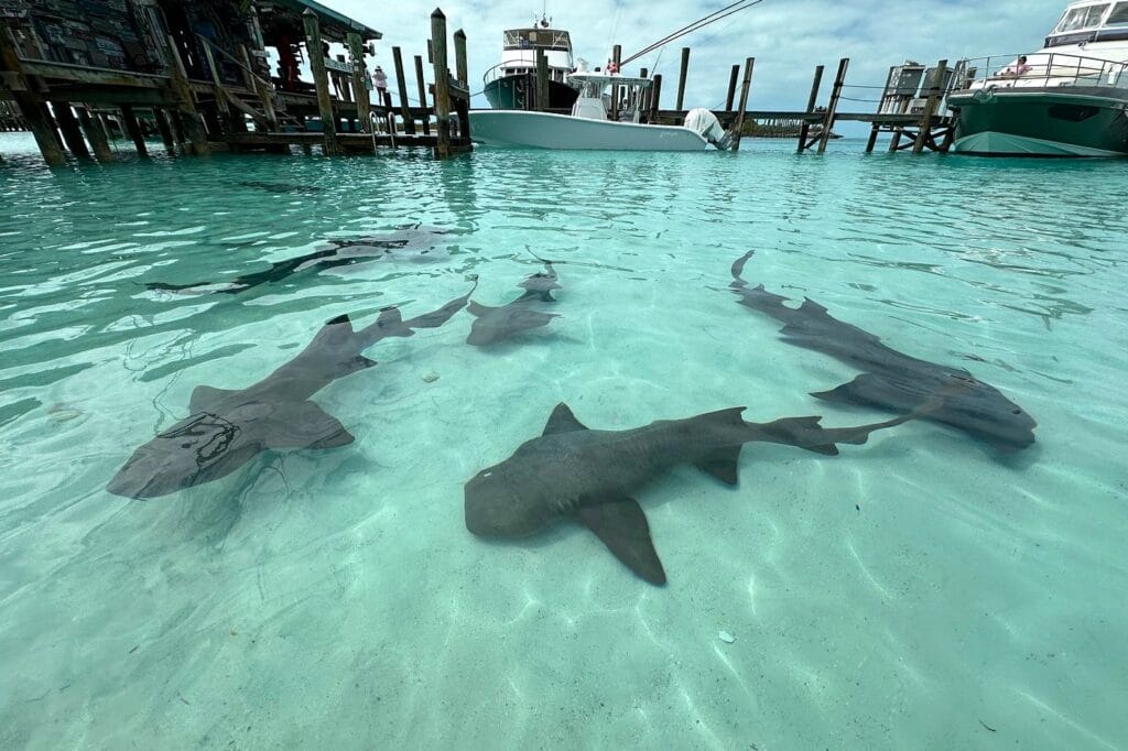 adults and children can swim with animals 