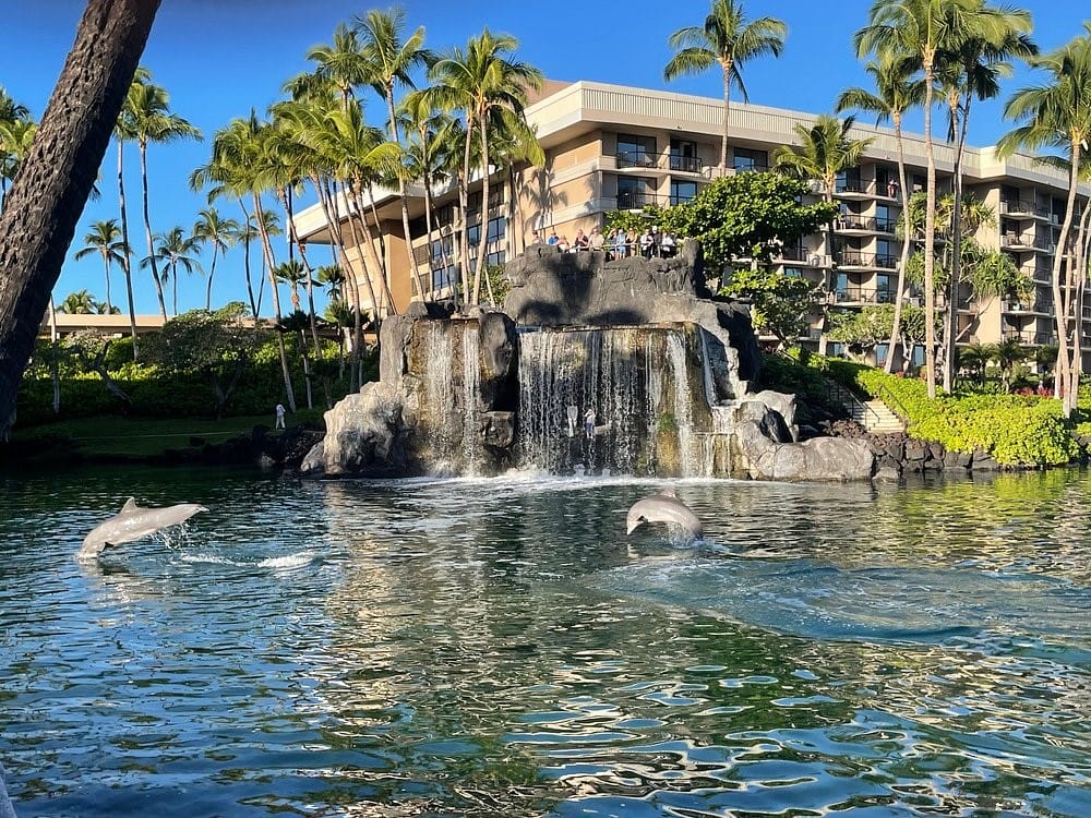 ocean tower dolphins