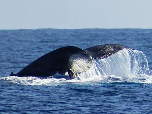 hawaii nautical whale watching