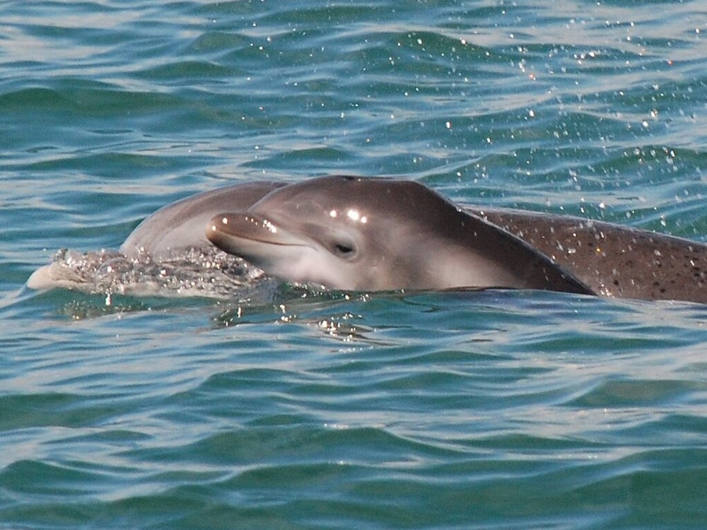 blue wave dolphin tour