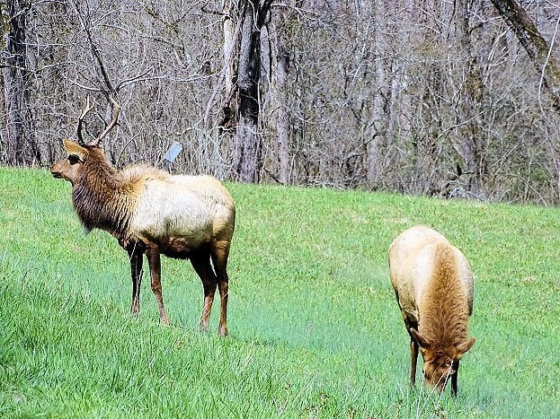 Great Smoky Mountains National Park elk