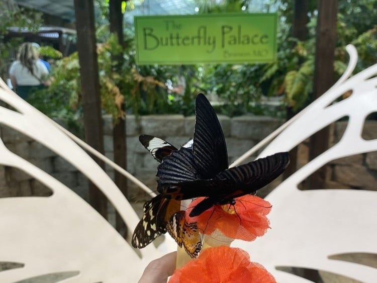 the butterfly palace