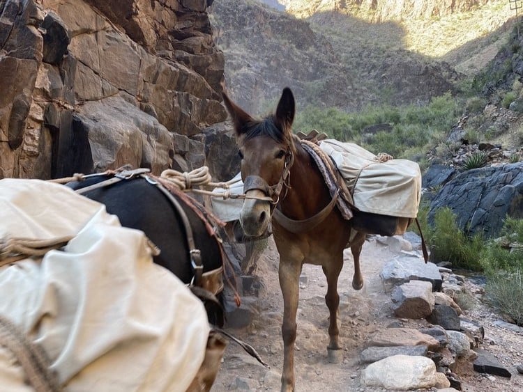 grand canyon trail riding