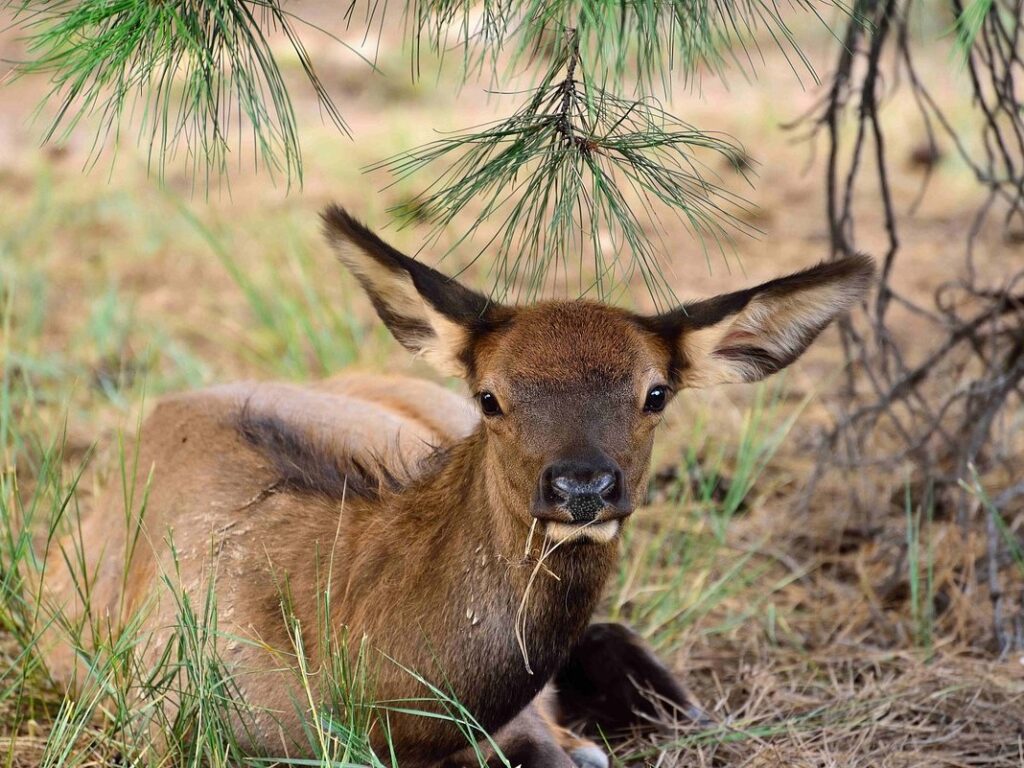 grand canyon wildlife