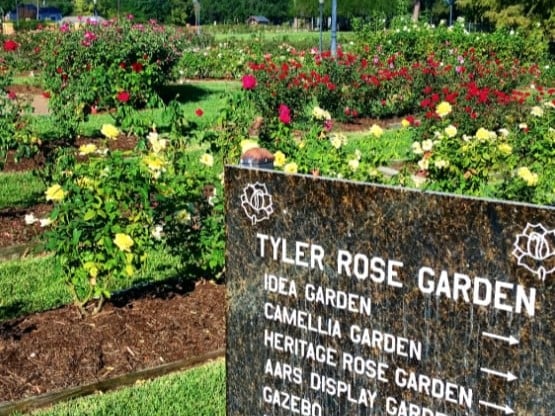 tyler rose garden