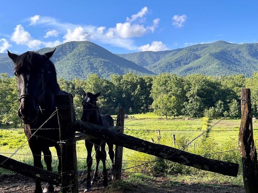 pigeon forge horses