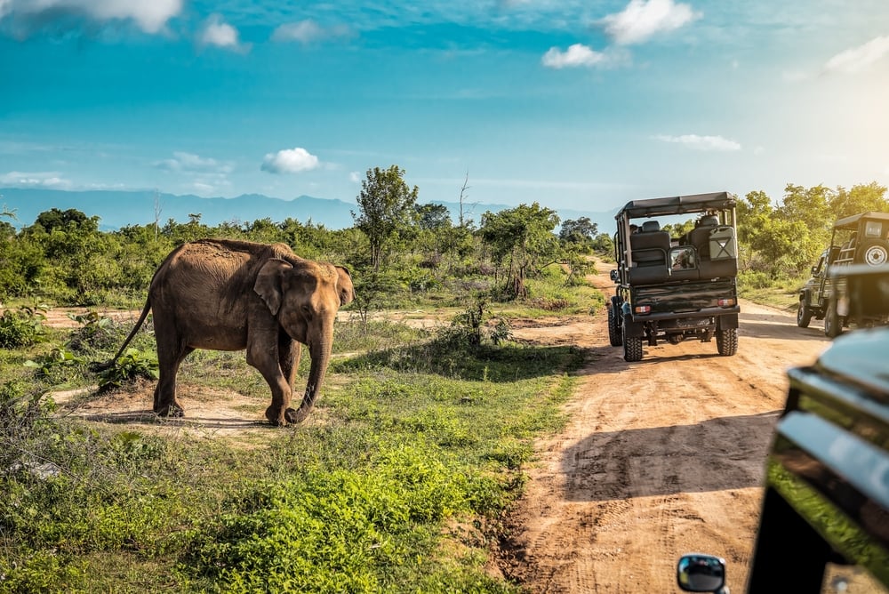 VIP Traveler Safari