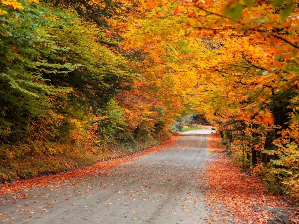 vermont road with foliage