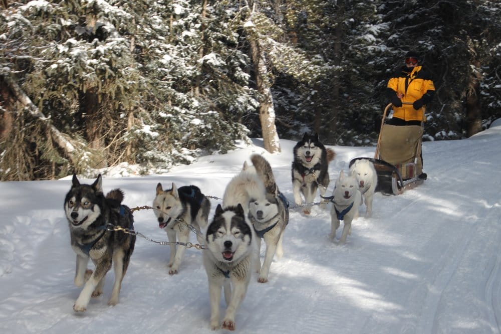 Small-Town Christmas Breckenridge: Dog Sledding