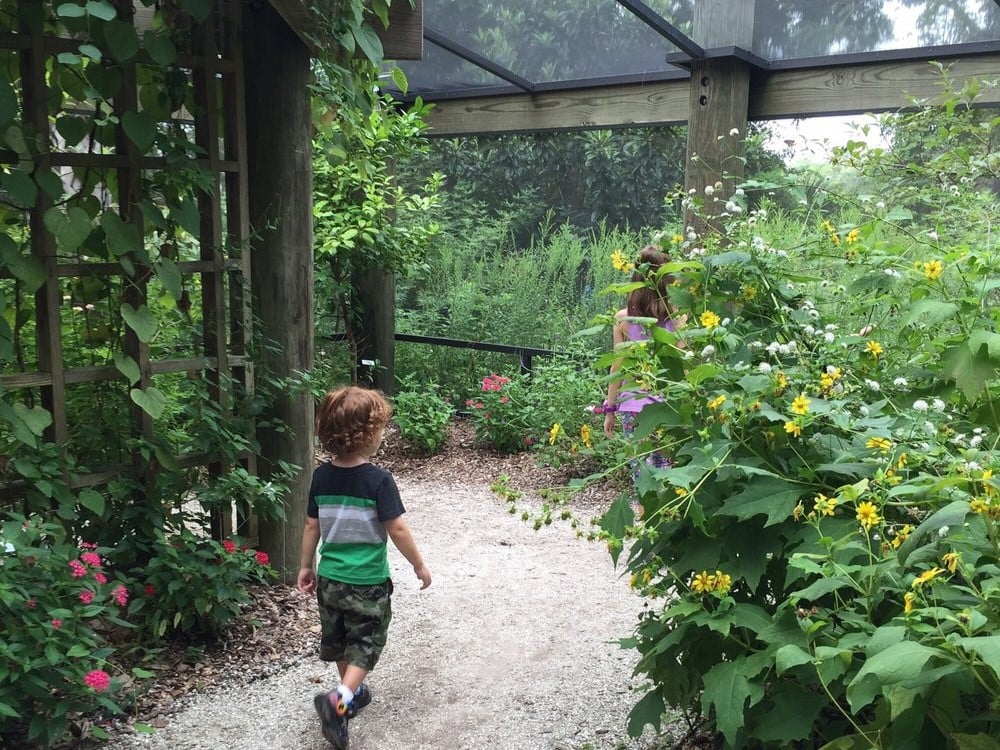 Coastal Discovery Museum butterfly exhibit