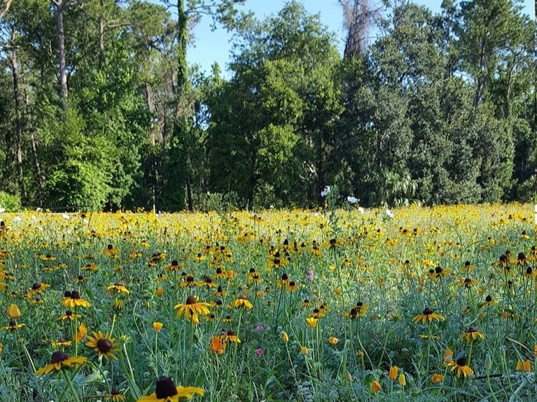 Sea Pines Forest Preserve Meadow