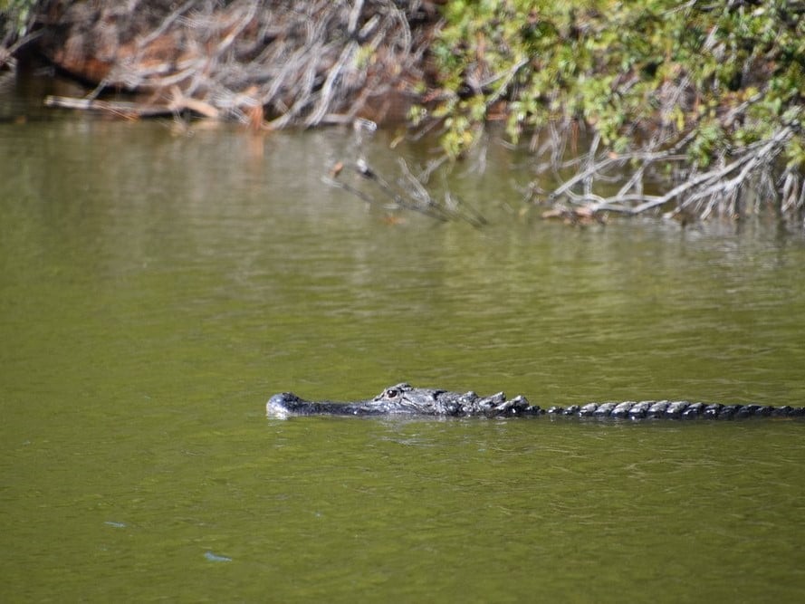 Sea Pines Forest Preserve alligators