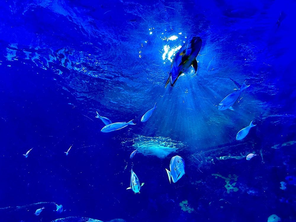 virginia aquarium and marine science center