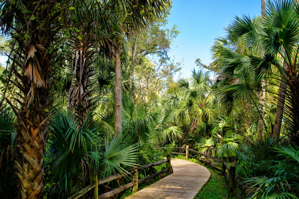 Ocala National Forest Walking Path,  florida national scenic trail