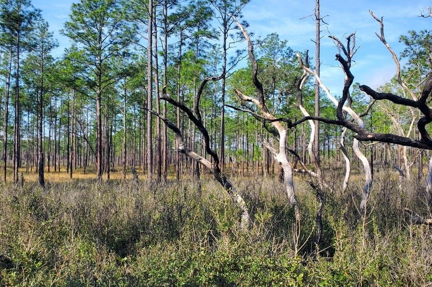 Ocala National Forest Pine Trees