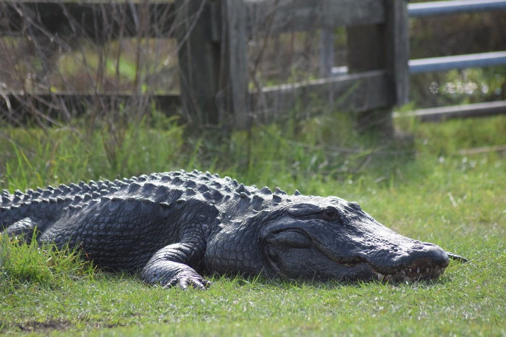 Ocala National Forest Alligator